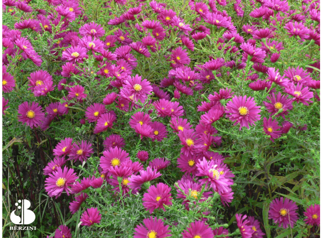 Aster novi-belgii   'Crimson Brocade'